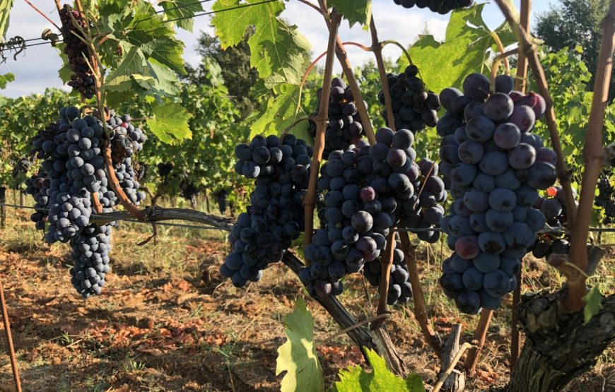 Tenuta Pomario Degustazione semplice 4 vini e olio di nostra produzione.